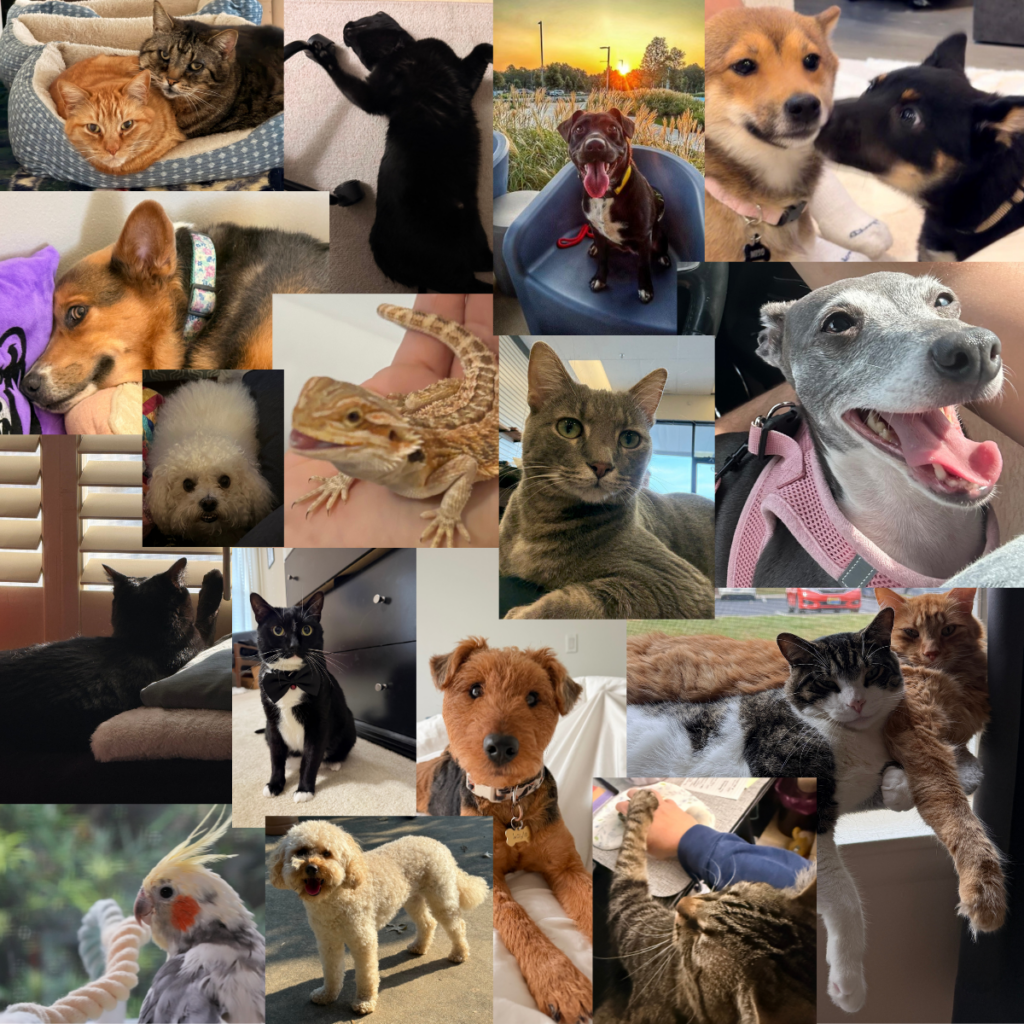 Meet the Pets of A2 Federal Team